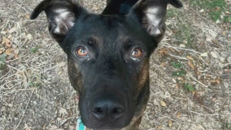 Pet of the Week: Elvis from Austin Pets Alive