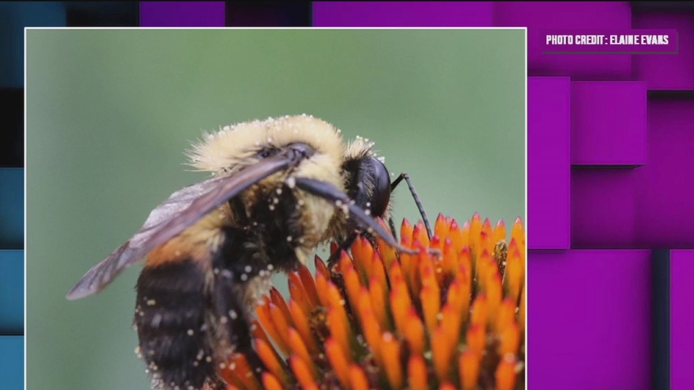 The bee squad?s royal mission: Saving Minnesota?s queen bumblebees