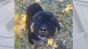 Adopt Templeton at Austin Pets Alive!