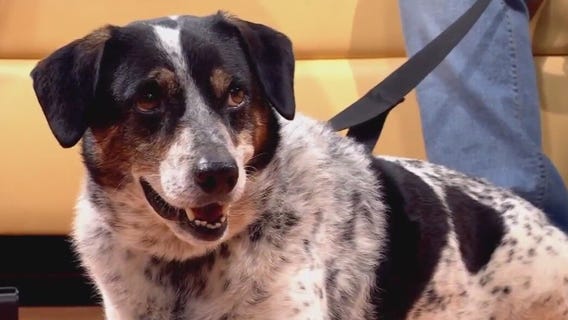 Pet of the Week: Charles from PAWS