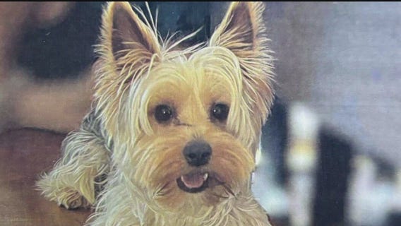 Missing dog found safe after McGregor plane crash