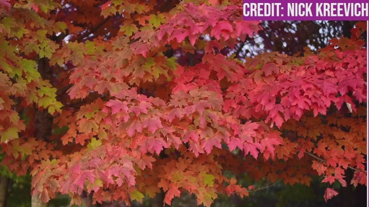 Fall?s slow start: How weather shapes Minnesota?s autumn color show