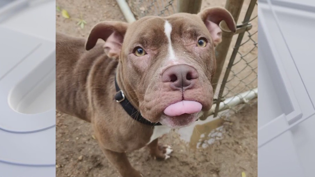Pet of the Weekend: Rabbit from AAC