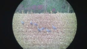 Sandhill Cranes make a pit-stop at Sherburne National Wildlife Refuge