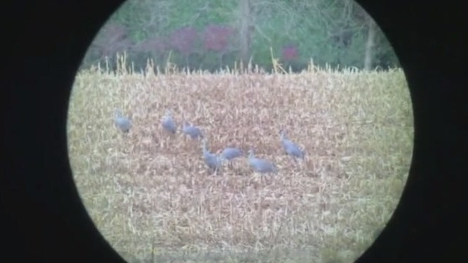 Sandhill Cranes make a pit-stop at Sherburne National Wildlife Refuge