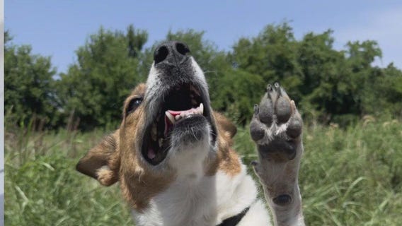 Adopt Biscuit from Texas Humane Heroes!
