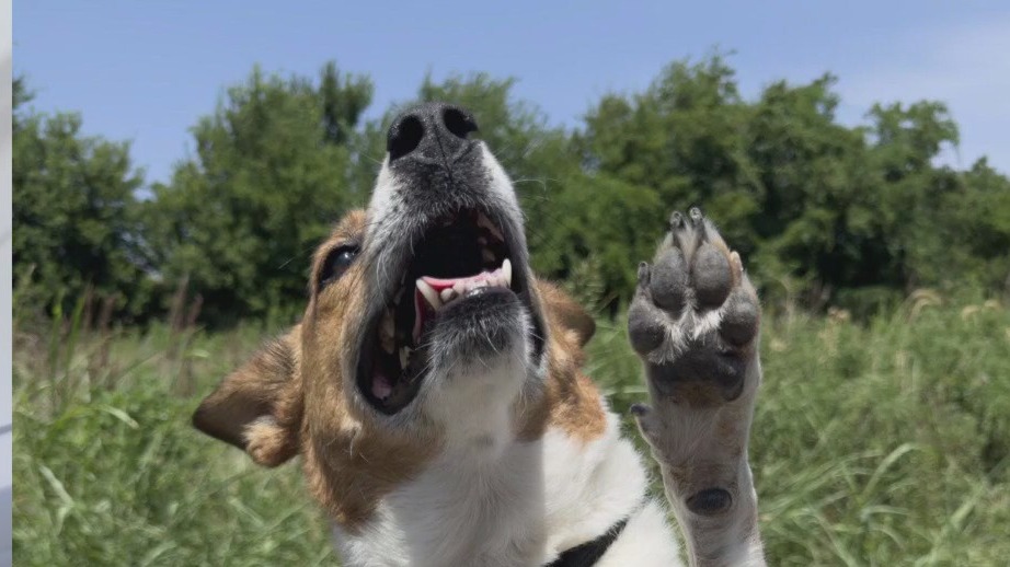 Adopt Biscuit from Texas Humane Heroes!