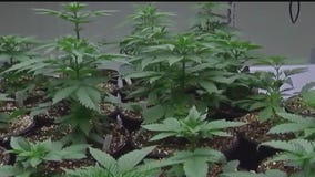MN cannabis licenses being resold for large profit