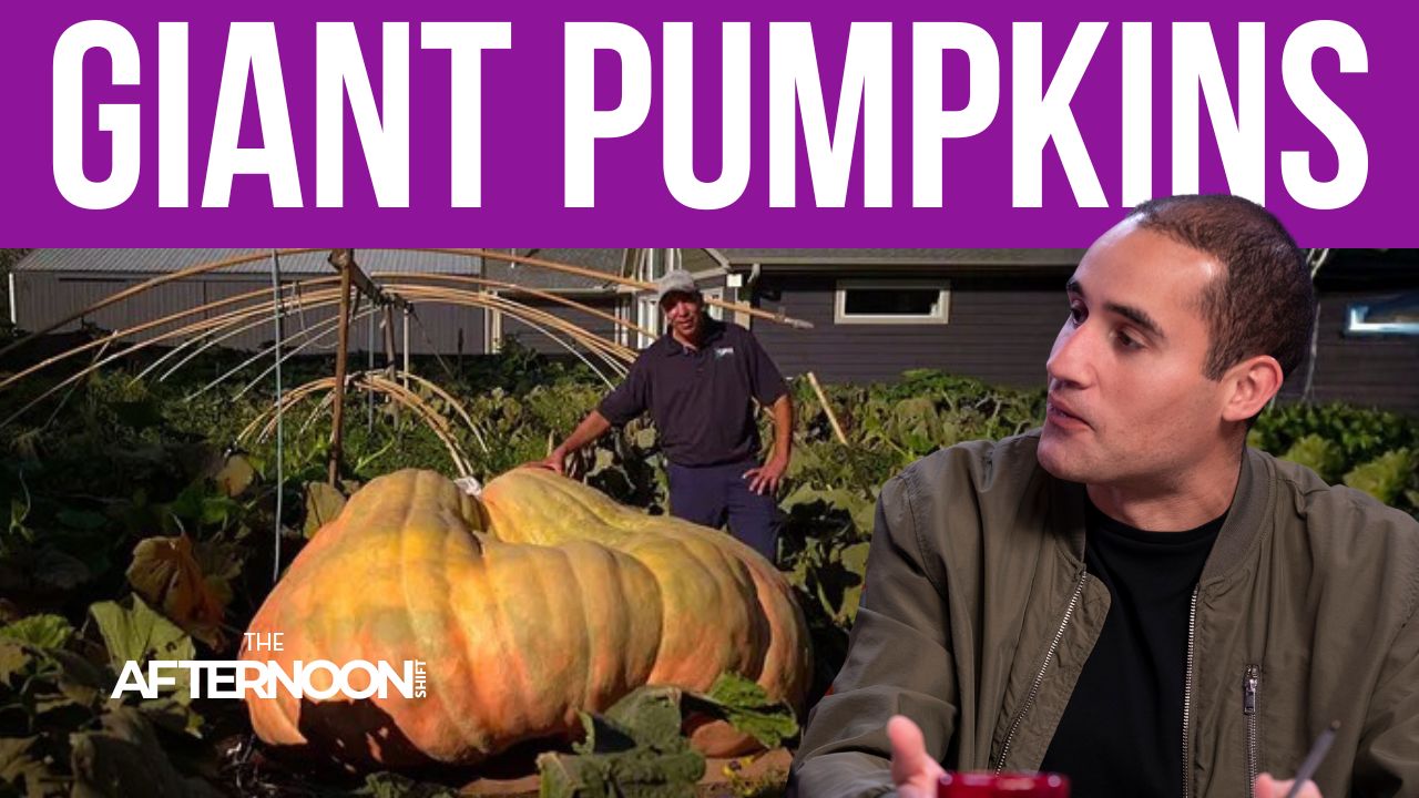 Minnesota?s giant pumpkin king grows record-breaking gourds