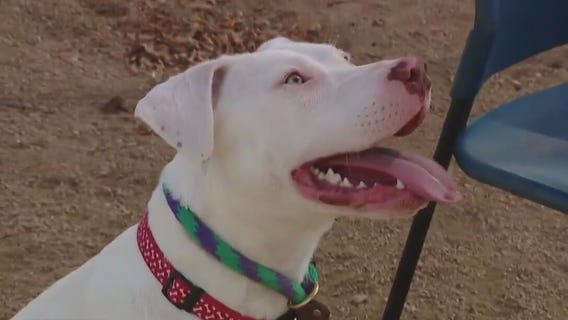 Meet Dolly from WilCo Regional Animal Shelter