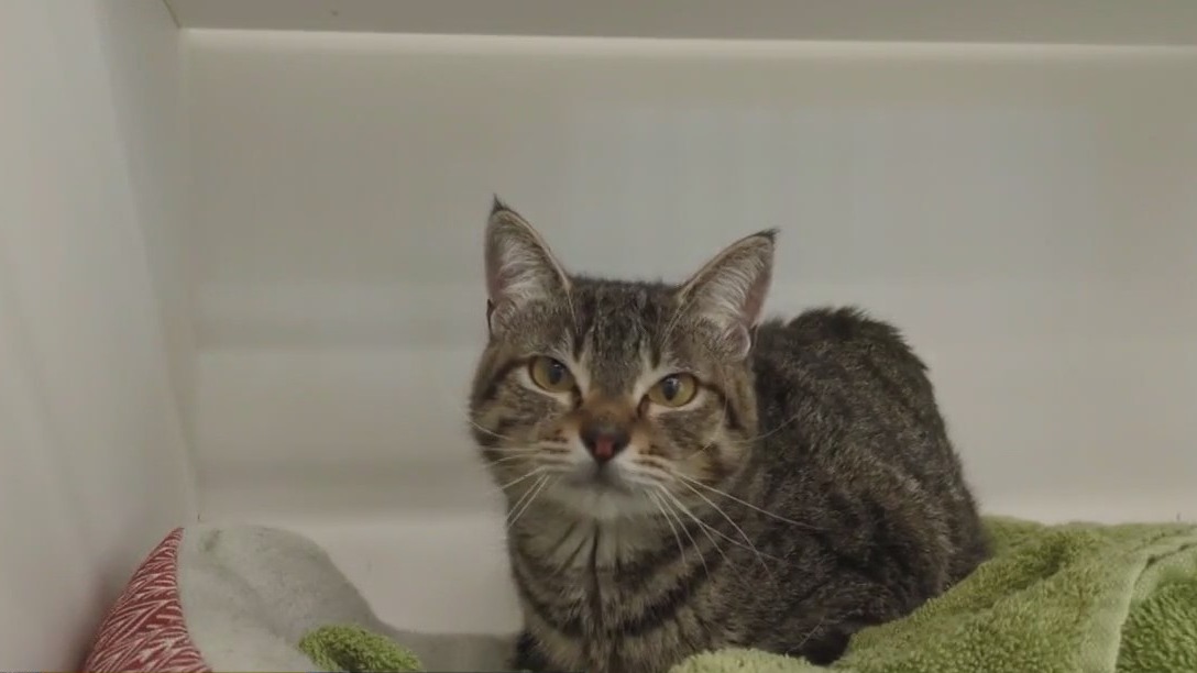 Adopt Jeebies from Williamson County!