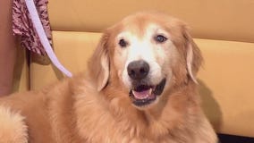 Pet of the Week: Katie