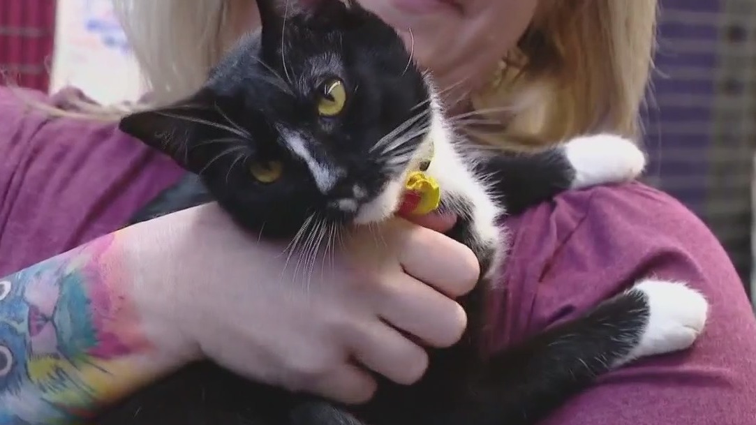 Adopt Burrata at Austin Pets Alive!