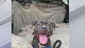 Adopt Bryony from Austin Animal Center!