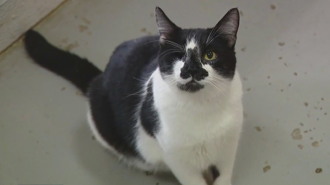 Adopt a kitten from Texas Humane Heroes!