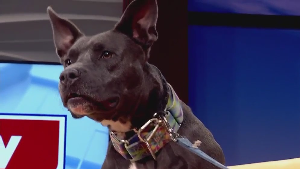 Pet of the Week: Trusty from P.A.W.S.