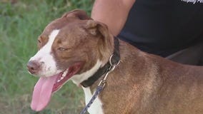 Adopt Carol Brady from Austin Pets Alive!