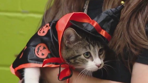 Marvel of Peru at Austin Pets Alive!