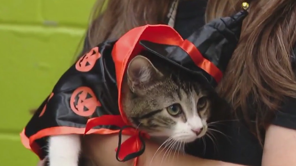 Marvel of Peru at Austin Pets Alive!