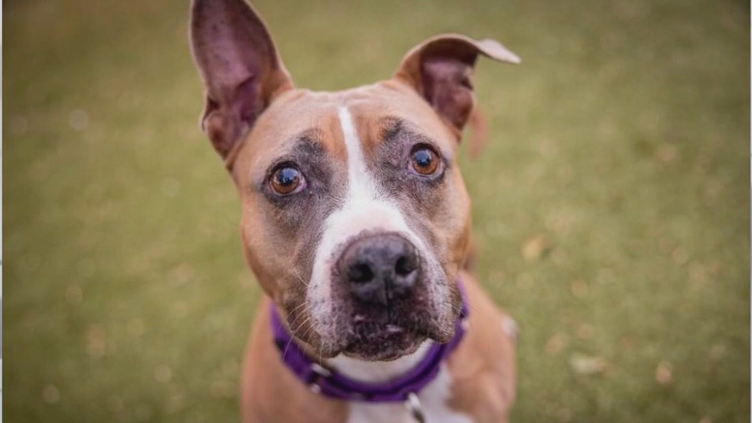 Adopt Kylee at Austin Animal Center!