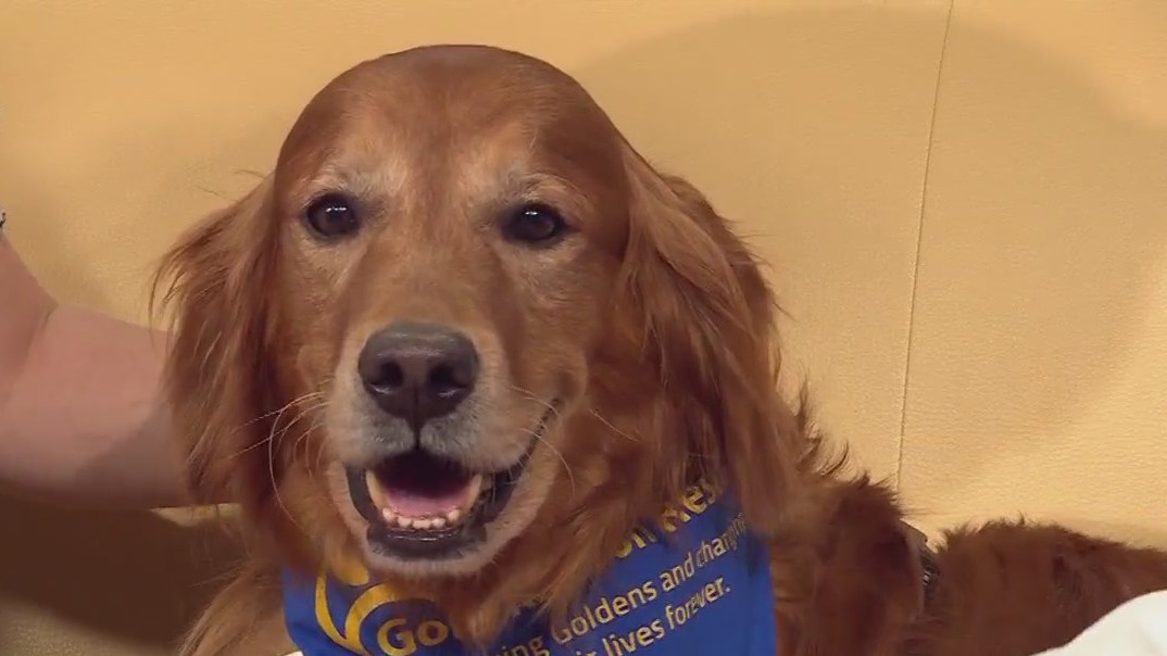 Pet of the Week: Mongo from Gold Ribbon Rescue