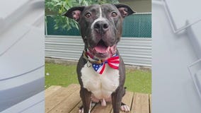 Adopt Hotch at Austin Animal Center!