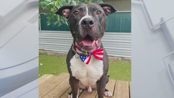 Adopt Hotch at Austin Animal Center!