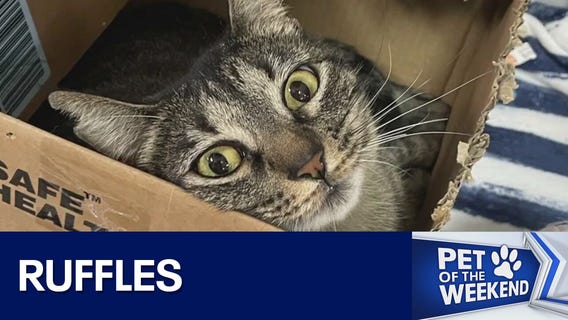 Adopt Ruffles at Texas Humane Heroes