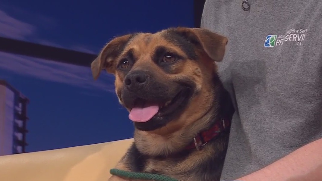 Pet of the Week: Meet Maisy!