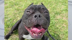 Adopt Stan at Texas Humane Heroes!