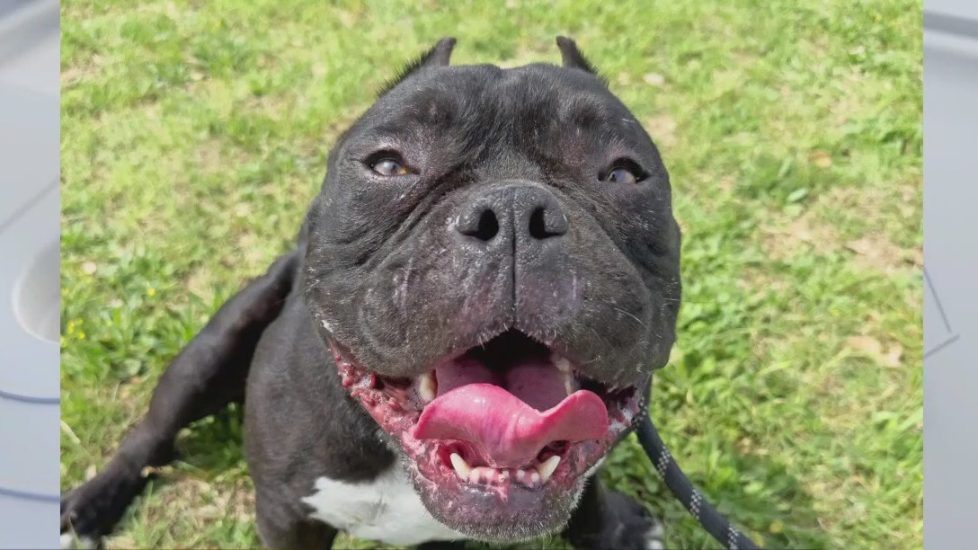 Adopt Stan at Texas Humane Heroes!