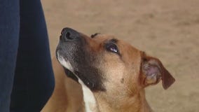 Adopt Neptune from Williamson County RAS!