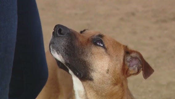 Adopt Neptune from Williamson County RAS!