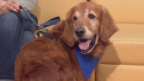 Pet of the Week: Meet Gatsby!