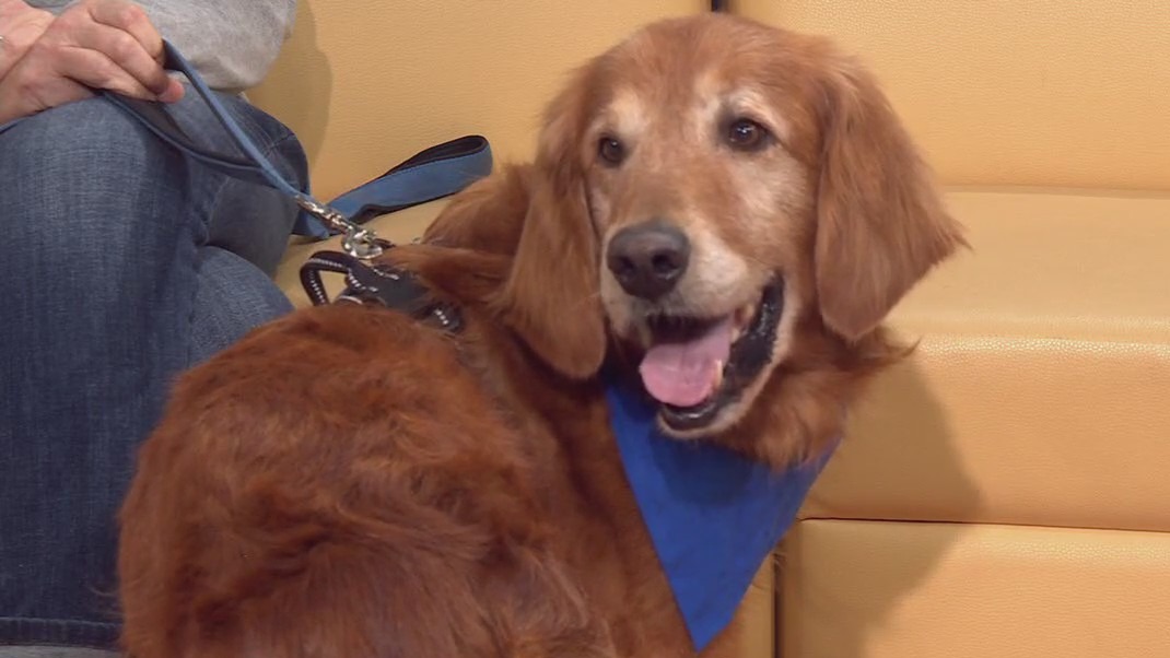 Pet of the Week: Meet Gatsby!