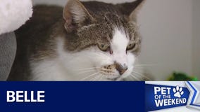 Adopt Belle at WCRAS