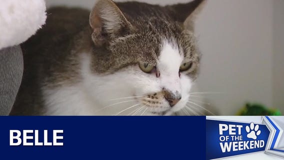 Adopt Belle at WCRAS