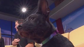 Austin Pets Alive! talks about Ferb