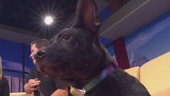 Austin Pets Alive! talks about Ferb