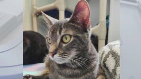Adopt Usagi at Austin Pets Alive!