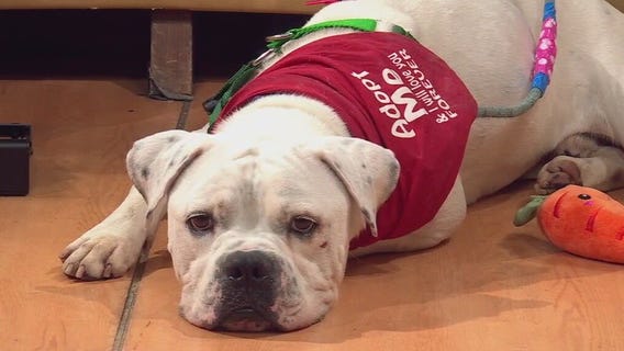 Sneakers at Austin Animal Center