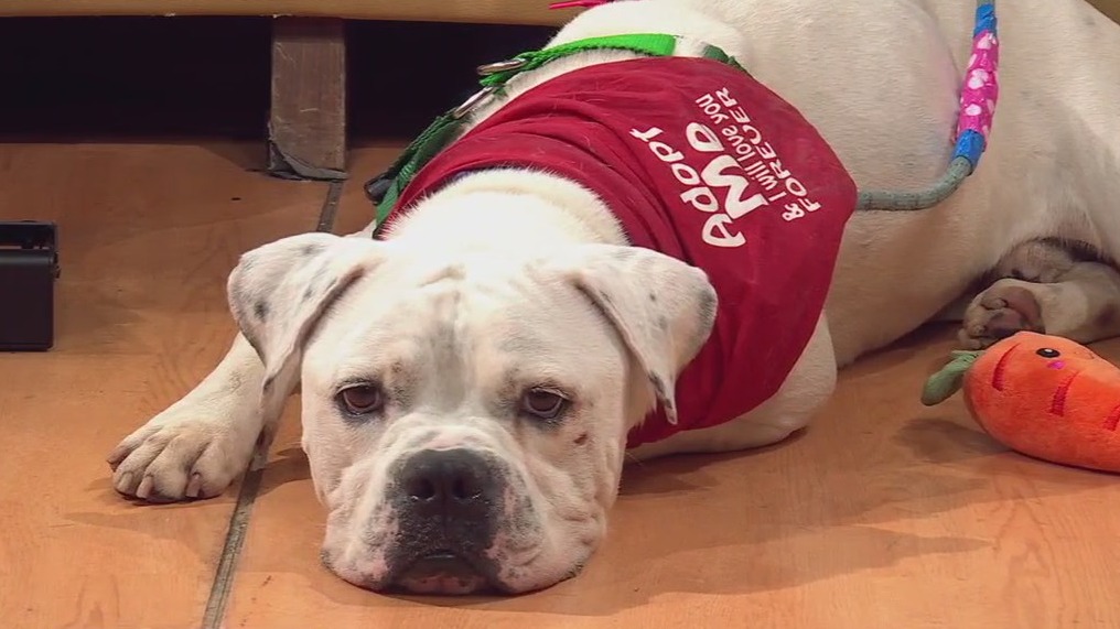 Sneakers at Austin Animal Center