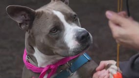 Adopt Marcela from Austin Animal Center!