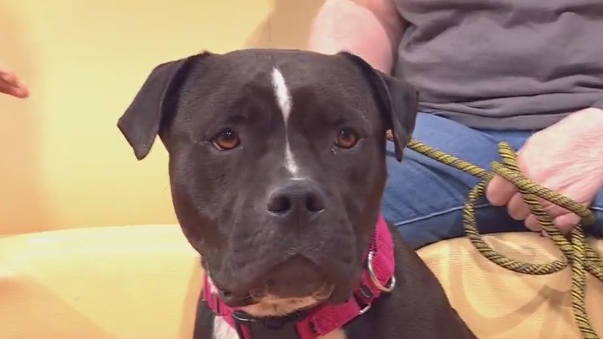 Pet of the Week: Meet Diego!