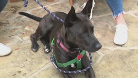 Adopt Xander at PAWS Shelter!