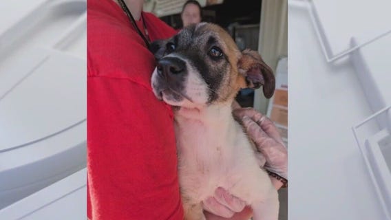 Pet of the Weekend: Peanuts