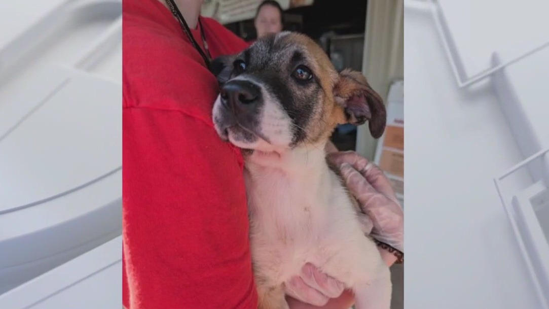 Pet of the Weekend: Peanuts