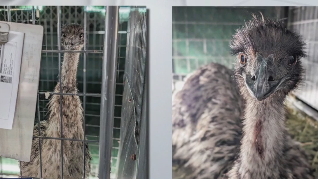 Emus found running loose at Zilker Park