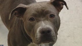 Meet Mejia and her puppies at APA!