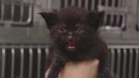 Austin Pets Alive seeks neonatal fosters